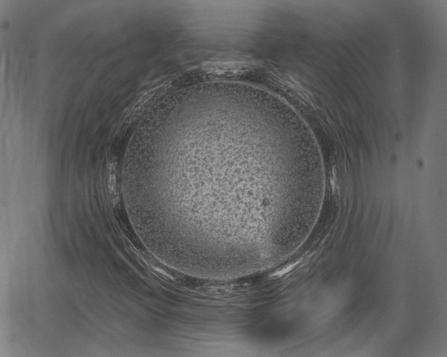 X0000065971396200603101345