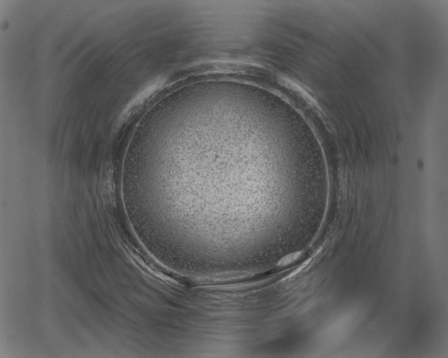 X0000065971403200603101346