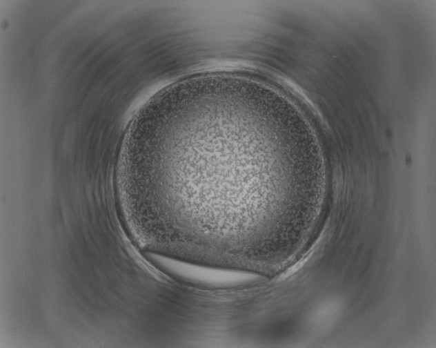 X0000065971417200603101346