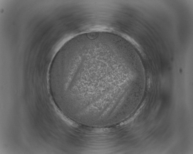 X0000065971423200603101346