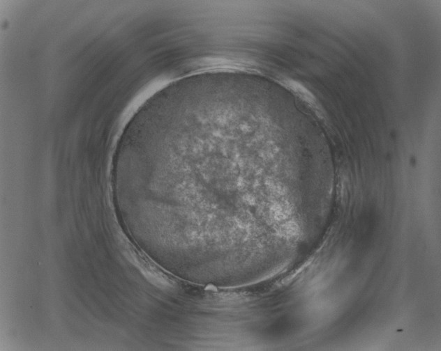 X0000065971427200603101346