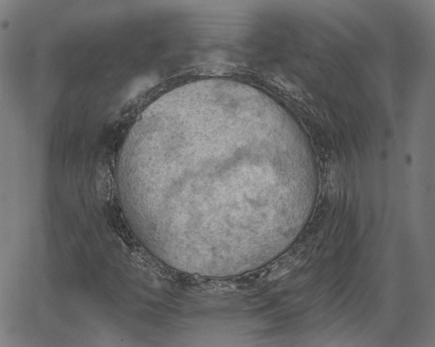 X0000065971446200603101345