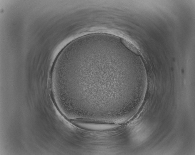 X0000065971527200603101344