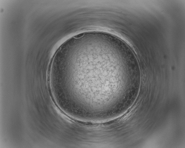 X0000065971535200603101345