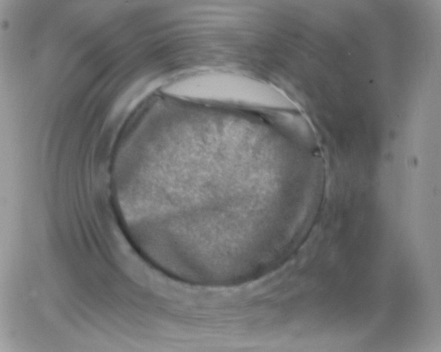 X0000065970002200603172102