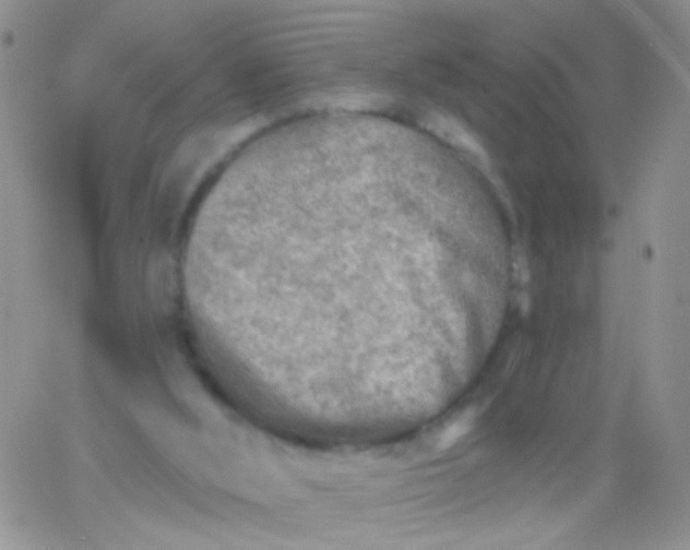 X0000065970012200603172101