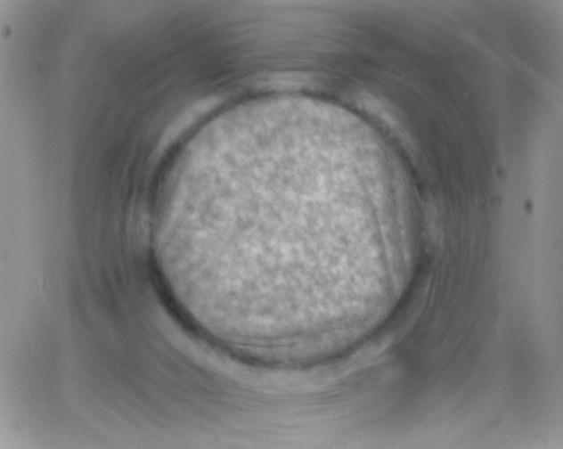 X0000065970016200603172101