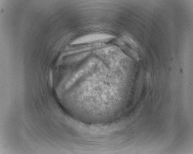 X0000065970022200603172101