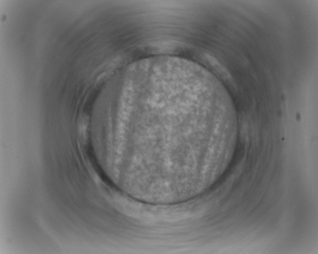 X0000065970026200603172101