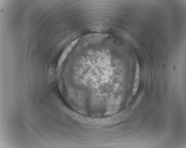 X0000065970043200603172101