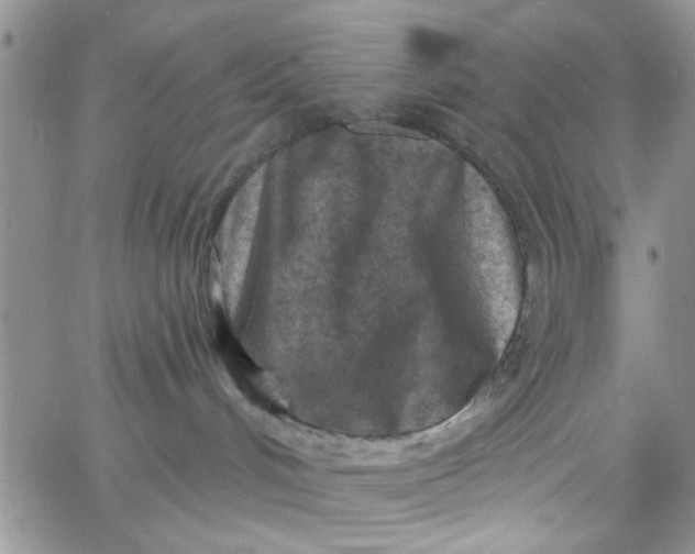 X0000065970048200603172101