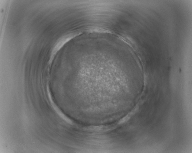 X0000065970049200603172100