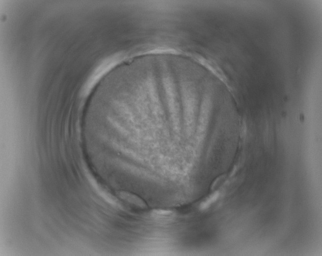 X0000065970055200603172100