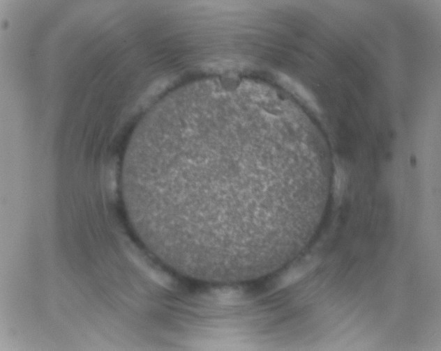 X0000065970065200603172100