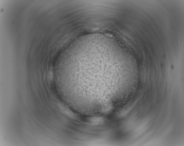 X0000065970085200603172101