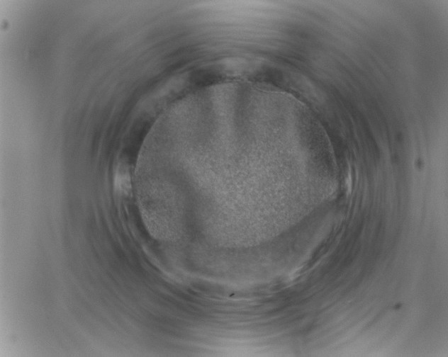 X0000065970137200603172059