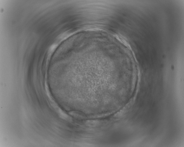 X0000065970145200603172058