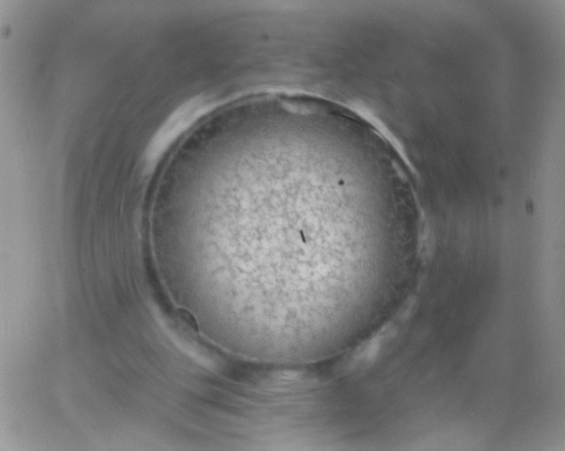 X0000065970151200603172059