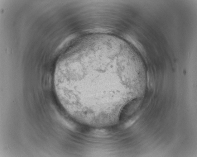 X0000065970157200603172059