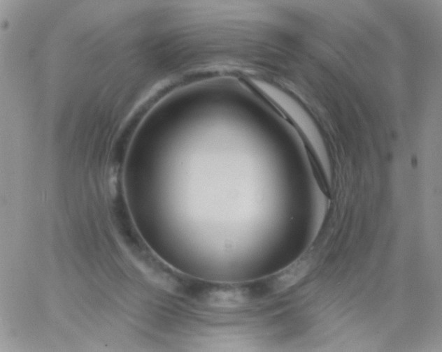 X0000065970160200603172059