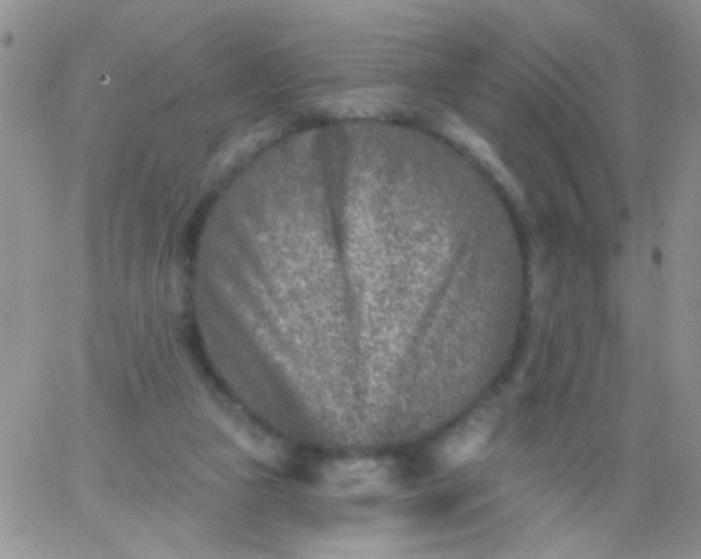 X0000065970161200603172059