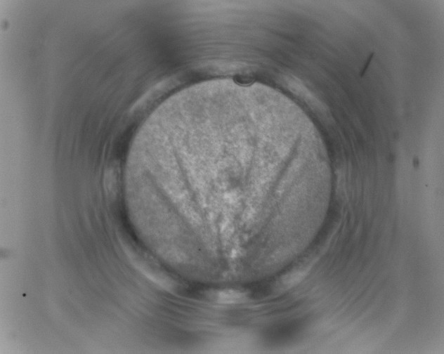 X0000065970165200603172059