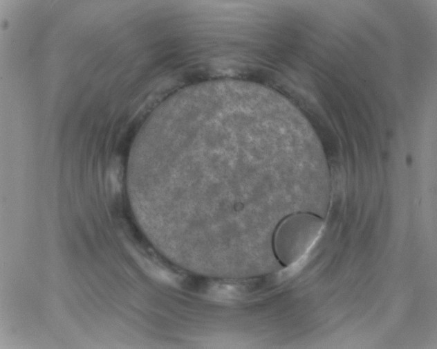 X0000065970174200603172059