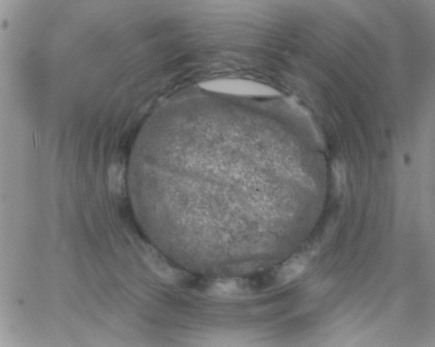 X0000065970177200603172059