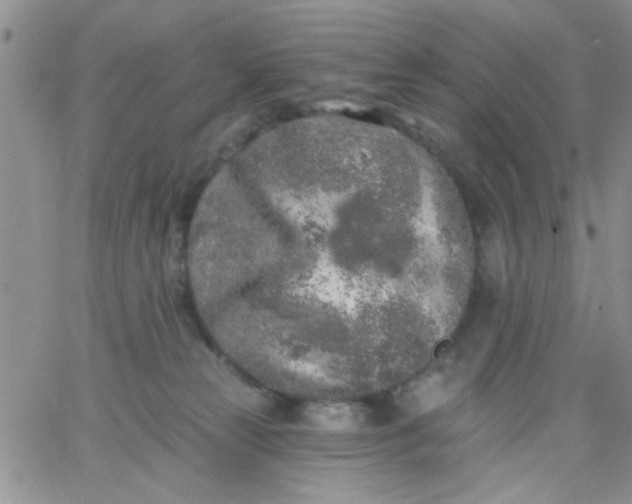 X0000065970181200603172059