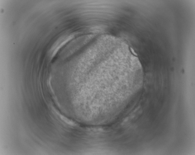 X0000065970194200603172058