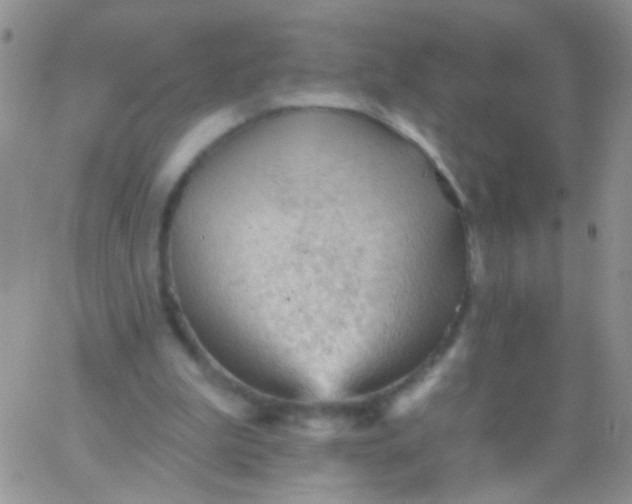 X0000065970199200603172058