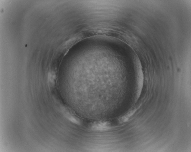 X0000065970235200603172058