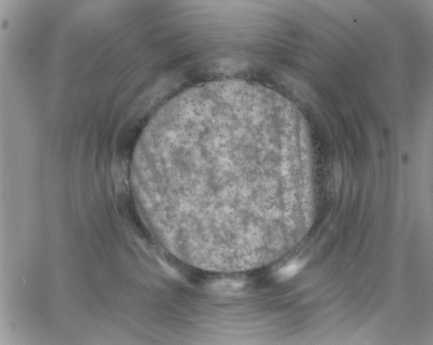 X0000065970236200603172058