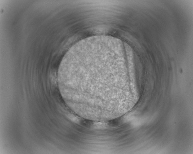 X0000065970240200603172058