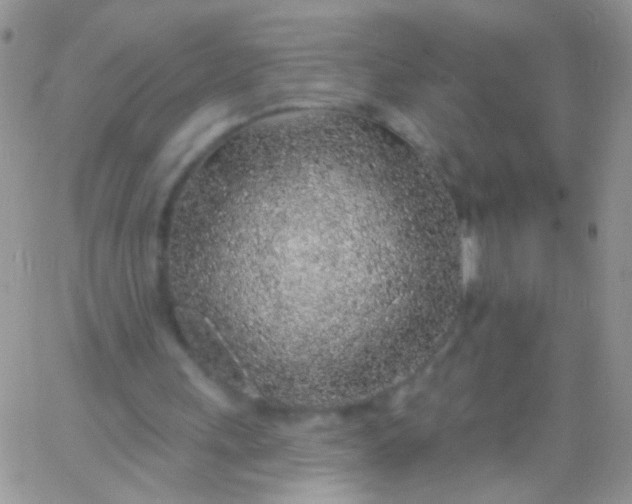 X0000065970243200603172057