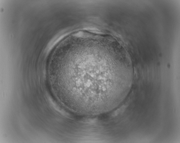 X0000065970247200603172057