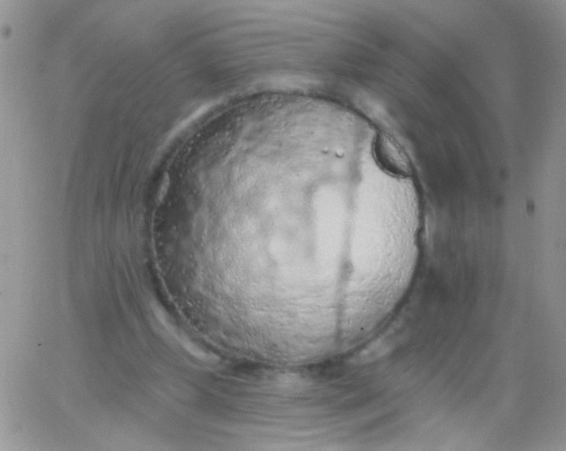 X0000065970249200603172057