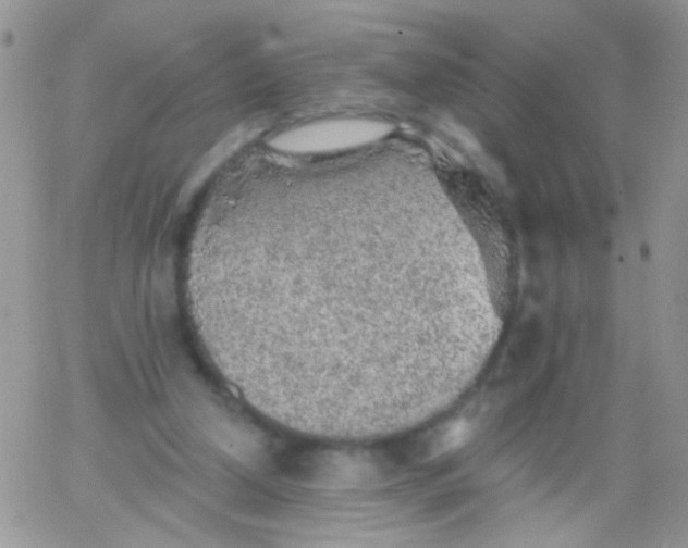 X0000065970250200603172057