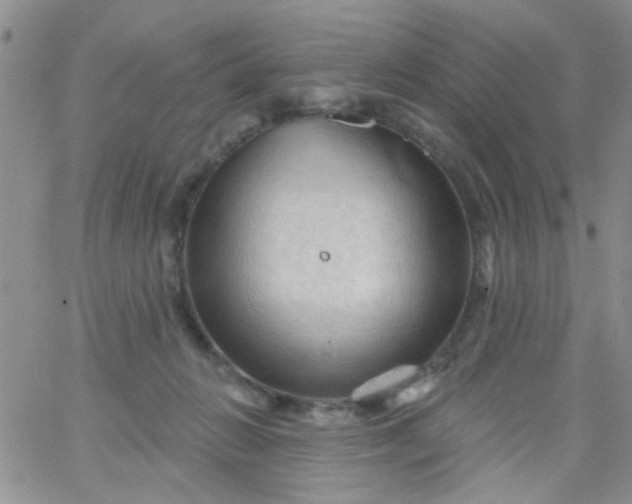 X0000065970270200603172057