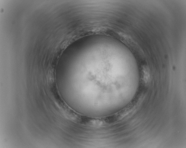 X0000065970272200603172057