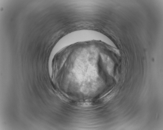 X0000065970288200603172058