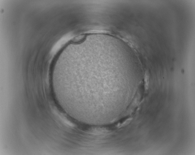 X0000065970296200603172057