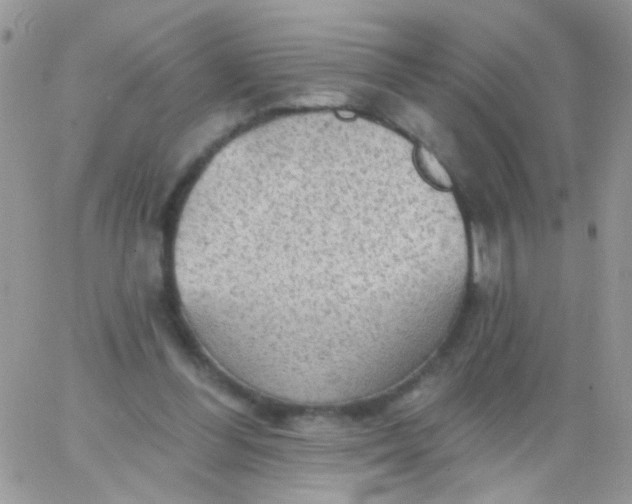 X0000065970300200603172057