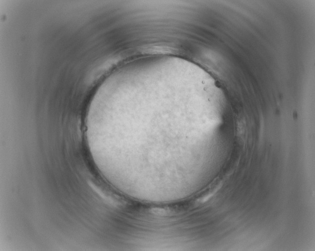 X0000065970302200603172057