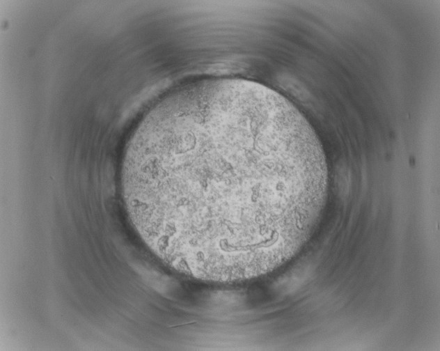 X0000065970303200603172057