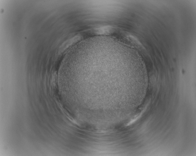 X0000065970325200603172056