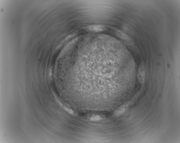 X0000065970330200603172056