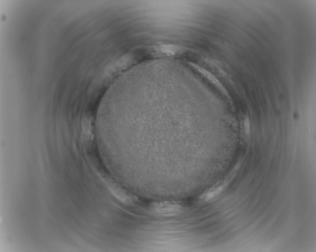 X0000065970331200603172056