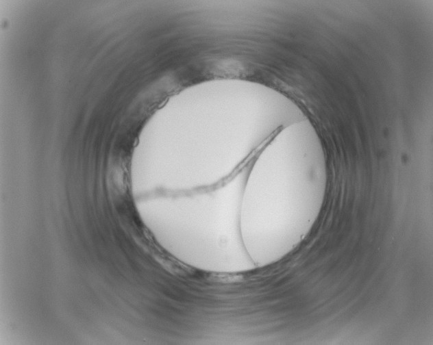 X0000065970334200603172056