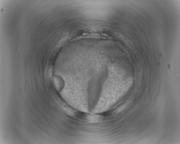 X0000065970336200603172056